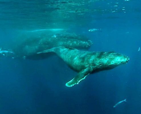 Humpback Whale Watching In Maui