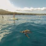 a dog swimming in a body of water