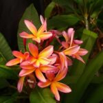 a pink flower with green leaves