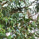 a bird sitting on top of a tree