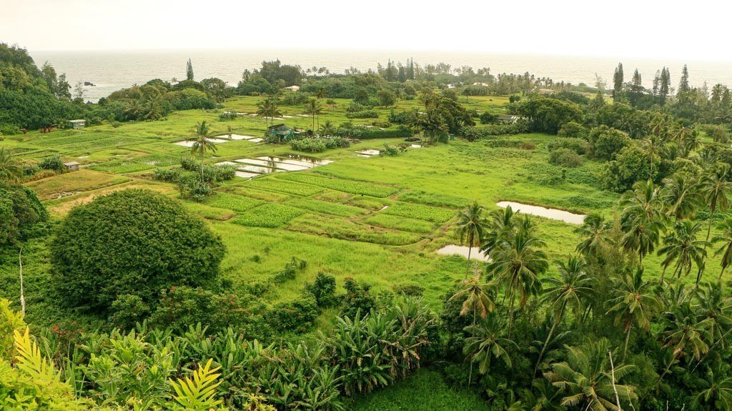 Maui-Road-to-Hana-Keanae-Peninsula-128