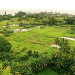 a lush green field