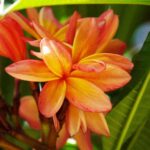 a pink flower with green leaves