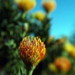 a close up of a flower