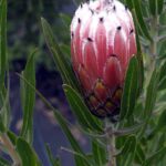 a close up of a flower