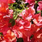 a close up of a flower