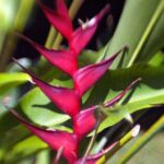 a close up of a flower