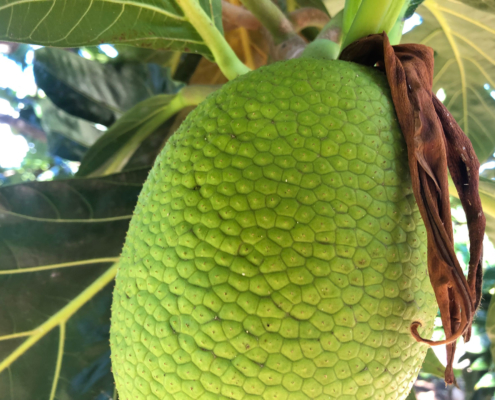 Breadfruit Trees