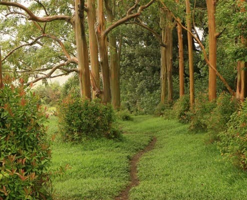 Maui Rainbow Eucalyptus