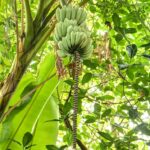 a banana tree with green leaves