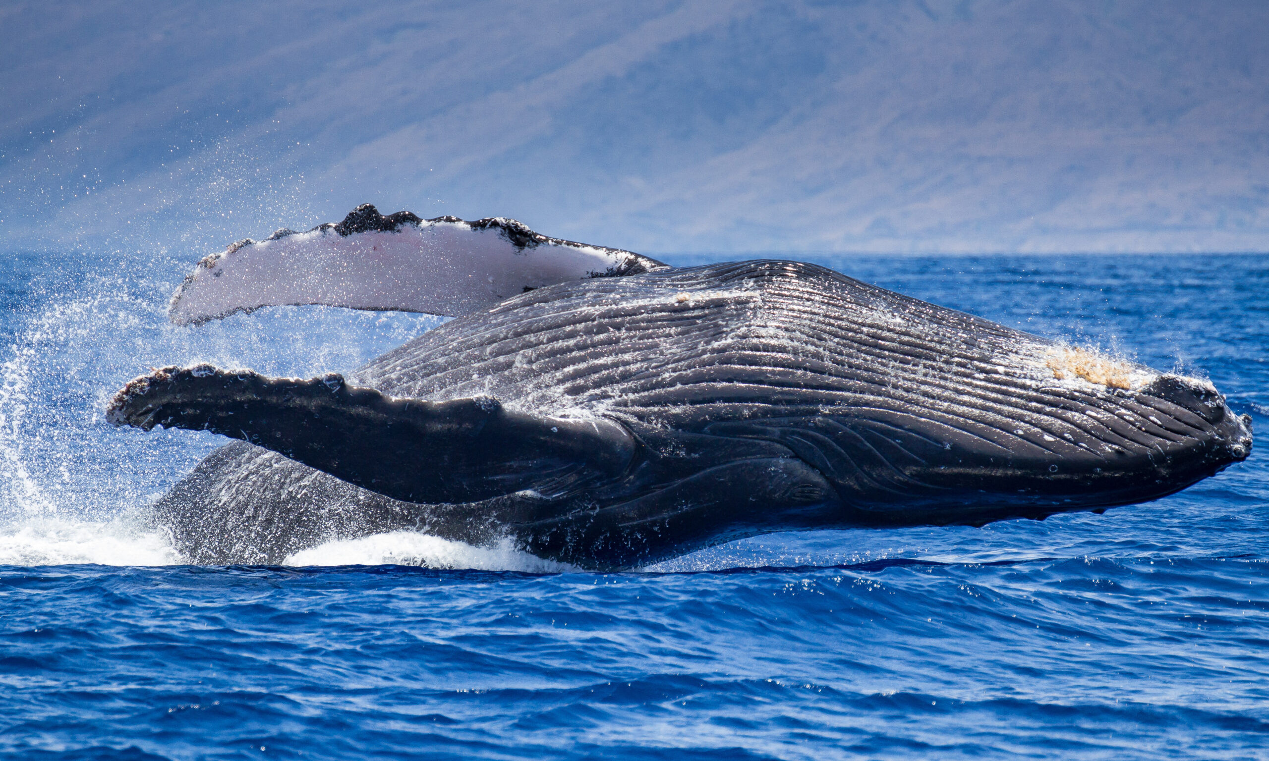 Humpback Whale, Maui, Hawaii