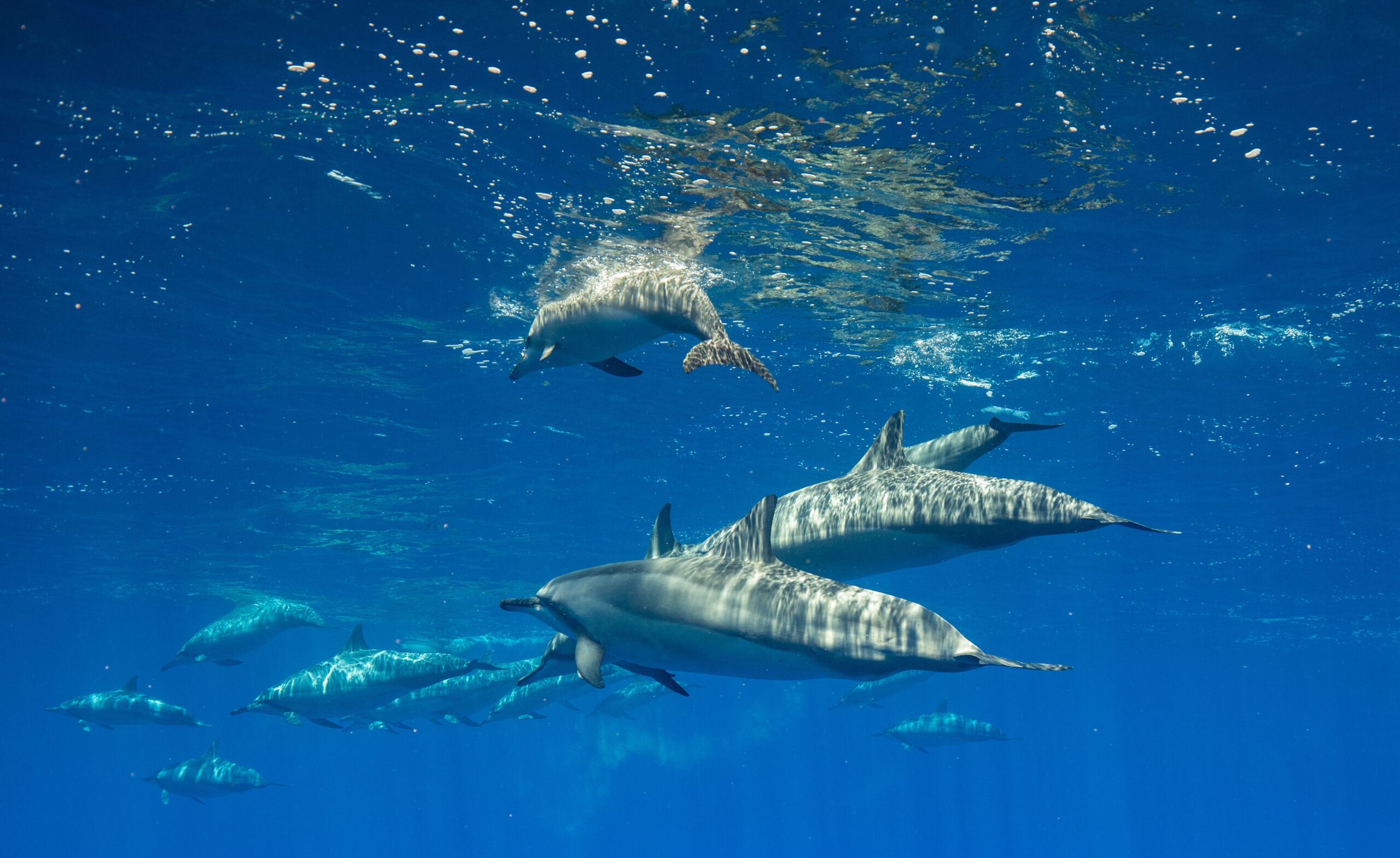 Spinner dolphins in Hawaii