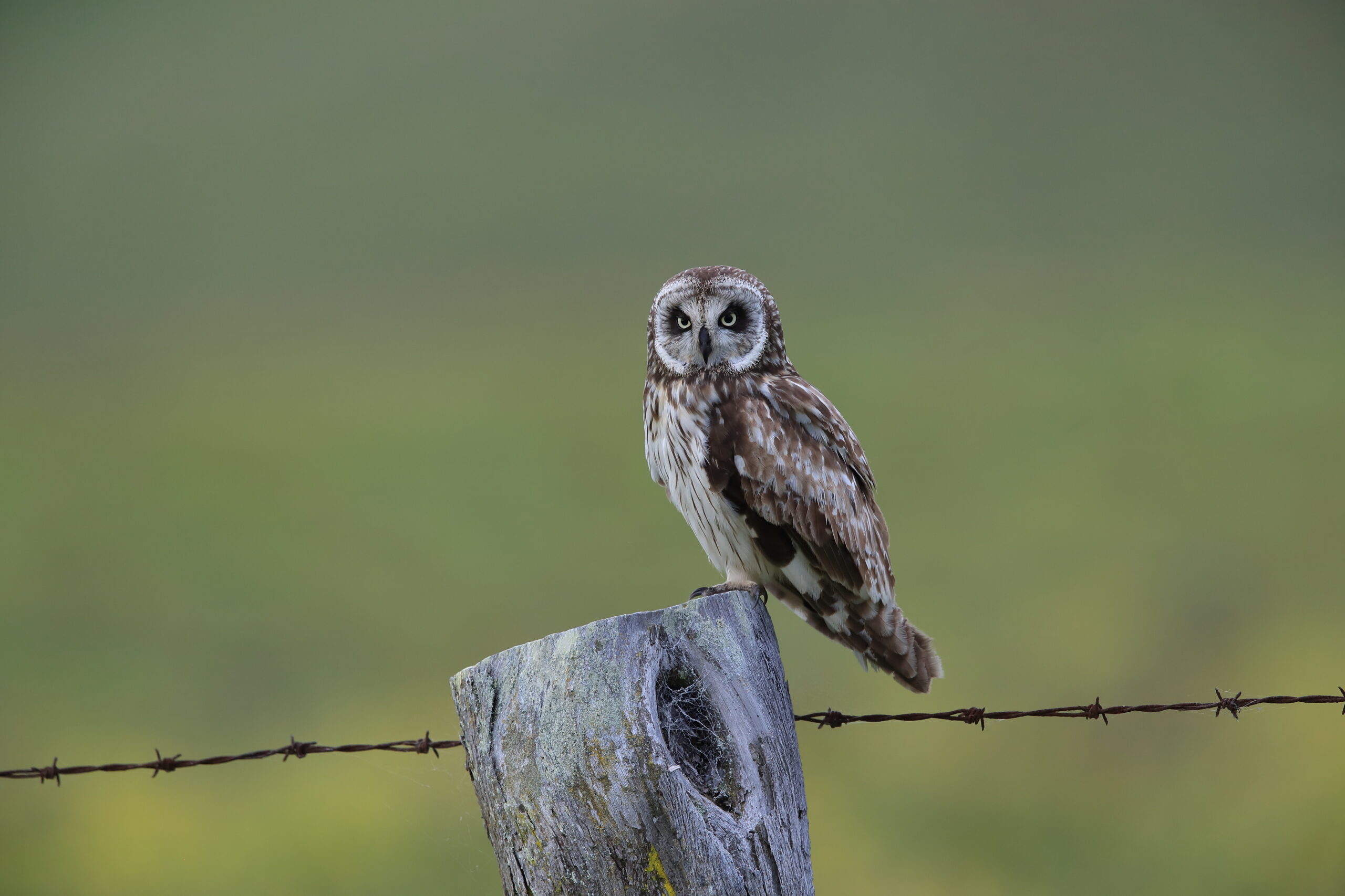 hawaiian short eared owl Big Island Hawaii