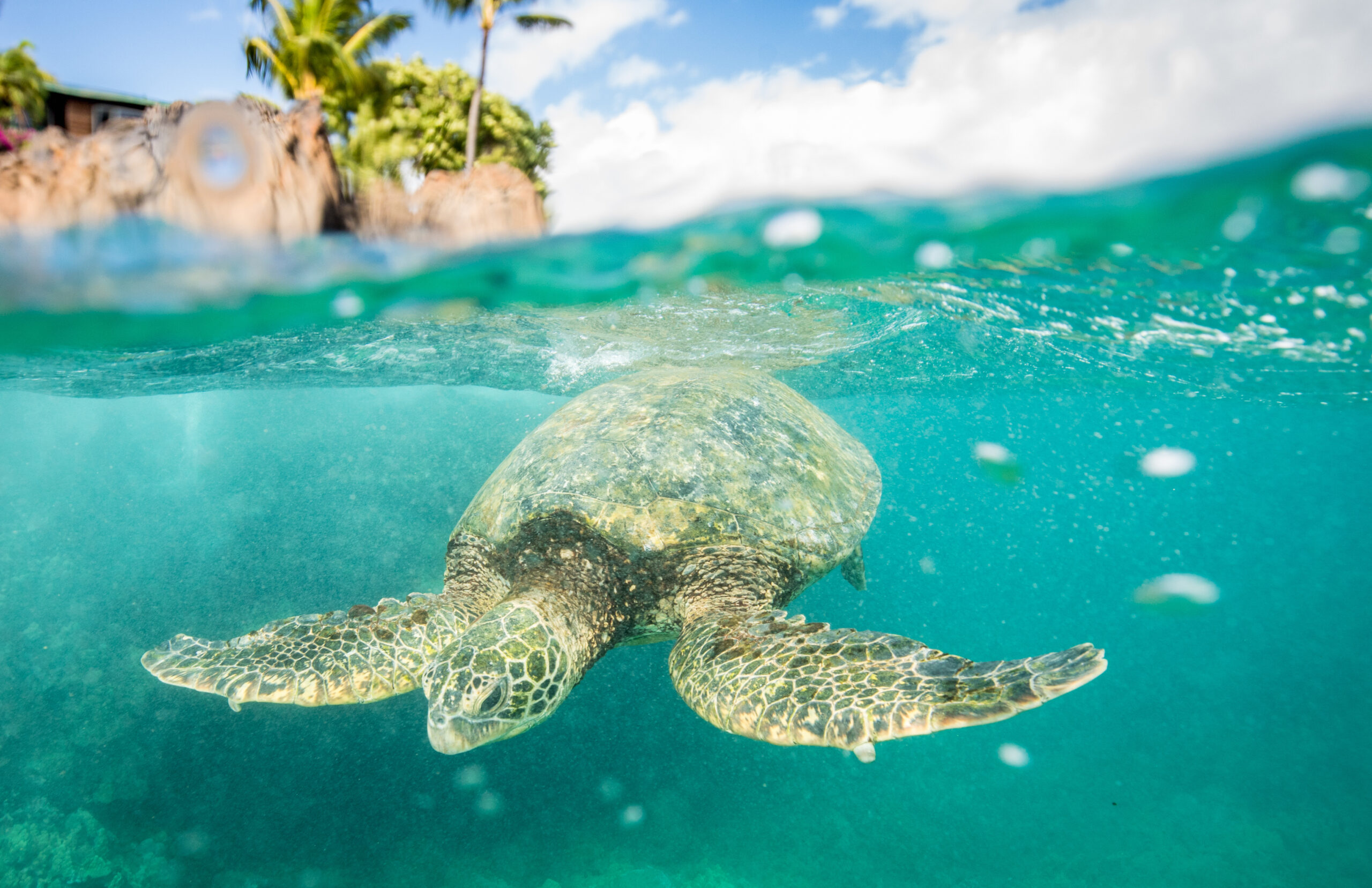 Hawaiian Green Sea Turtle in Maui, Hawaii