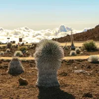 Haleakala-Silver-Sword-Plants-and-Clouds-tour-maui