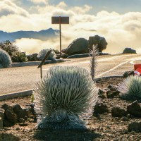 Haleakala-Silver-Sword-Plants-at-Parking-Lot-tour-maui-img