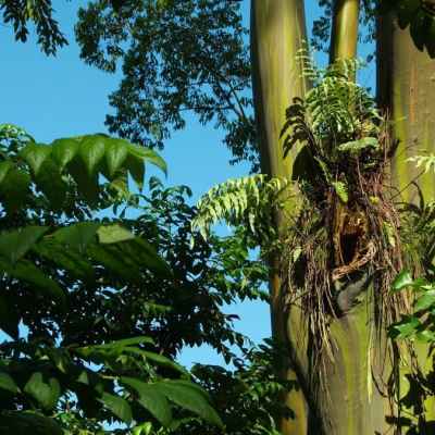 Hana-Rainforest-Trees-tour-maui