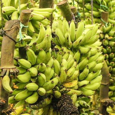 Maui-Fruit-Banana-Bunches-Hanging-tour-maui (1)