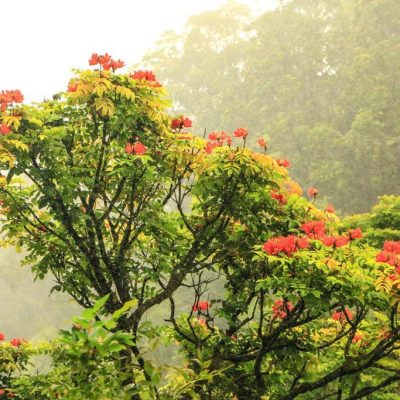 Maui-Road-to-Hana-African-Tulips-tour-maui